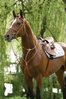 Stubben1060 Breastplate and Martingale